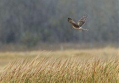 Northern Harrier